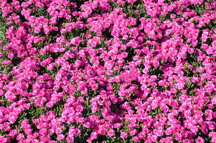 A dense bed of bright pink carnations in full bloom.