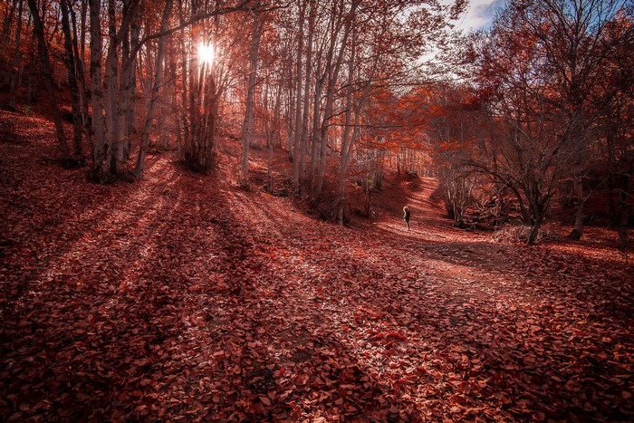 Autumn forest path covered in fallen leaves