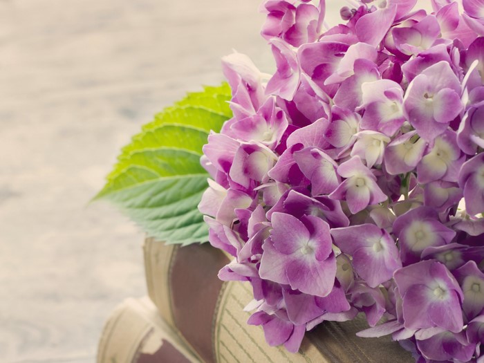 Hydrangea on Books