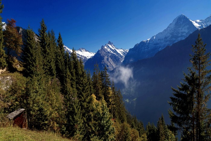 Switzerland Mountains and Spruce Forest