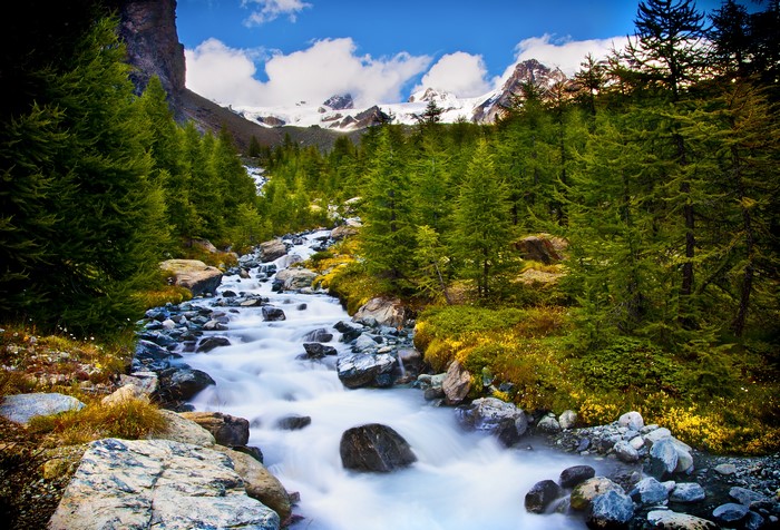 Mountain Stream Flowing Through a Forest in the Alps
