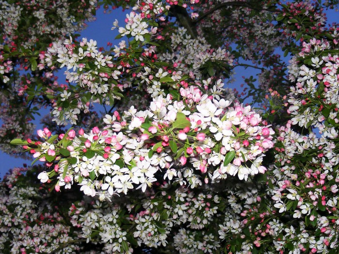 Flowering tree branches against a blue sky