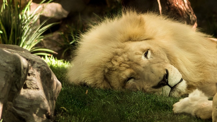 White lion sleeping on grass