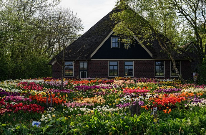 House with a field of colorful tulips in the Netherlands