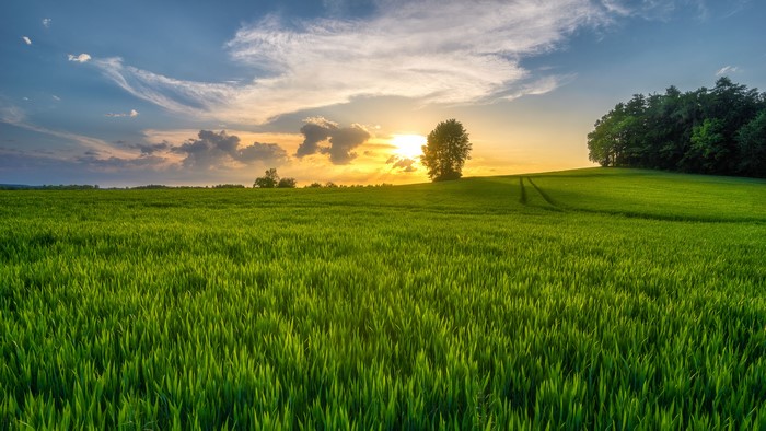 Green fields at sunset with a tree and forest