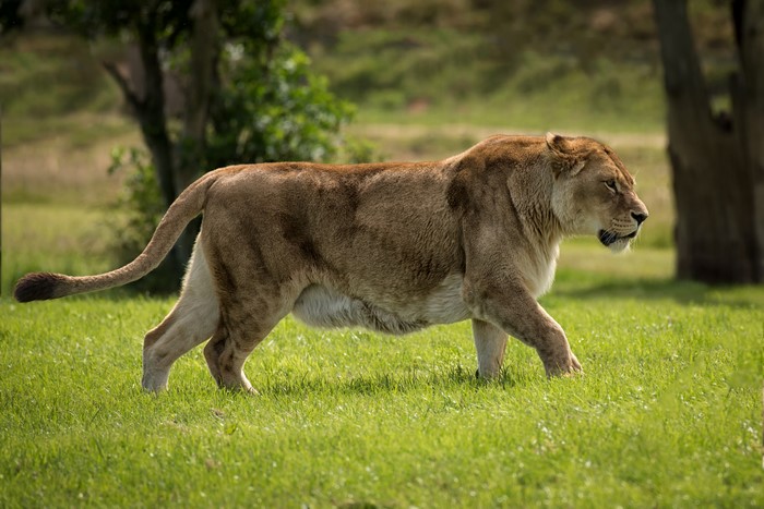 Lioness walking on grass