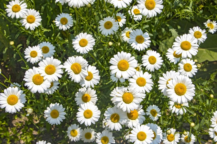 Field of white daisies with yellow centers