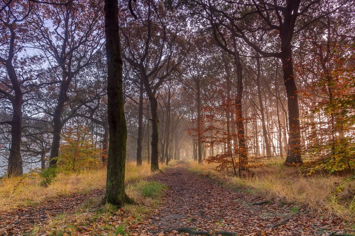 Autumn forest path with fallen leaves and fog
