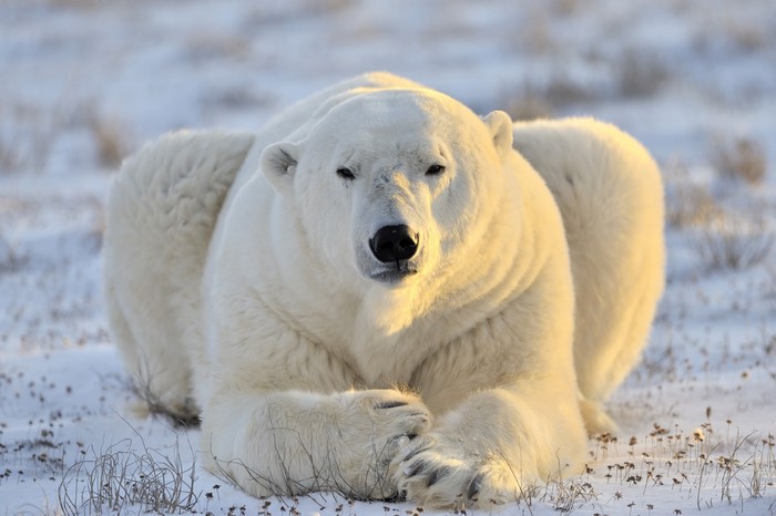 4K Polar Bear in Snow
