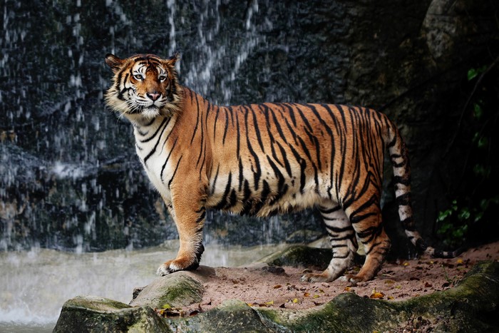 Tiger standing near a waterfall