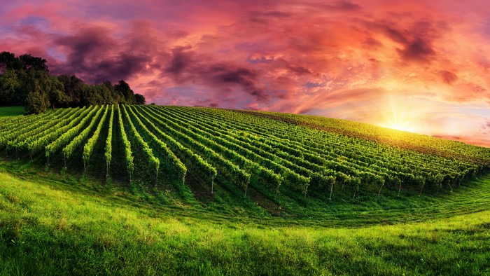 Vineyard at Sunrise with Dramatic Sky