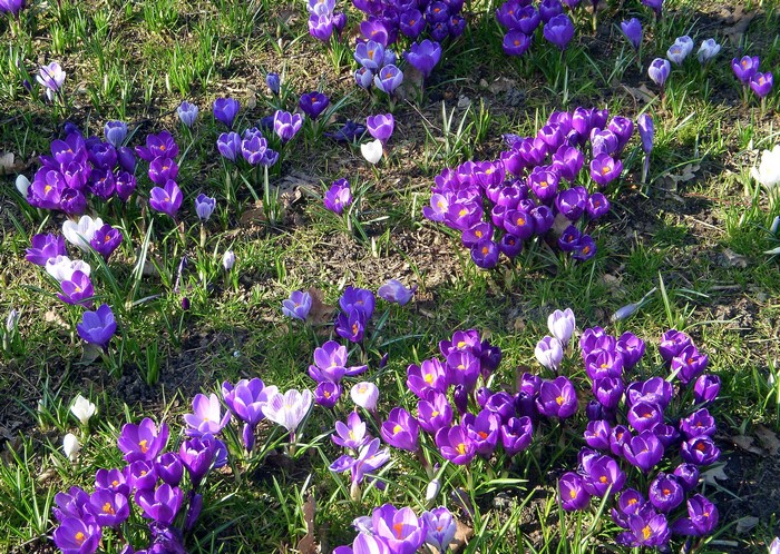 Purple and white crocuses blooming in grass