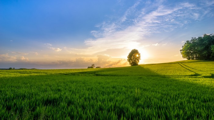 Field with a lone tree at sunset