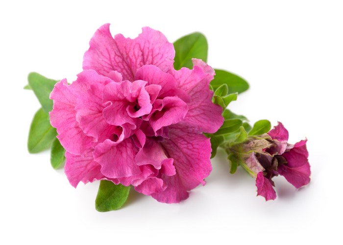 Pink double petunia flower with bud