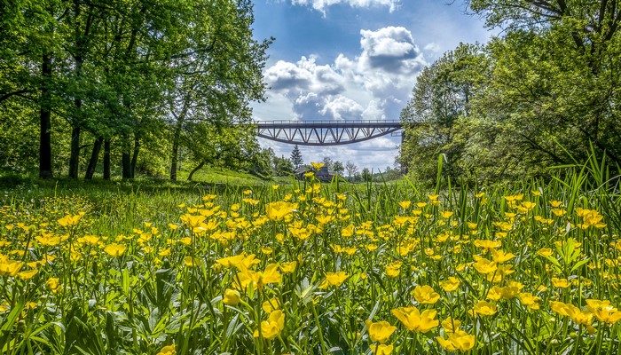 Field of yellow flowers with a bridge in the background
