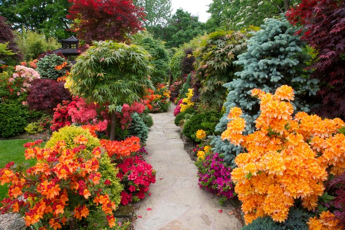 A stone path winds through a colorful garden with rhododendrons and Japanese maples.