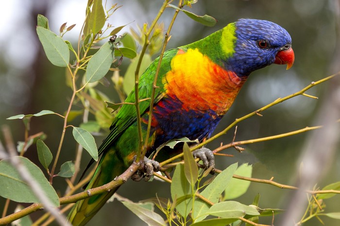 Rainbow lorikeet parrot perched on a branch