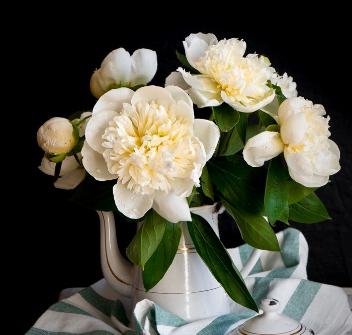 White Peonies in a Jug Container