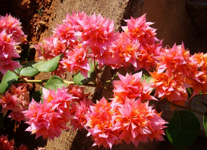 Pink and orange bougainvillea flowers on a branch