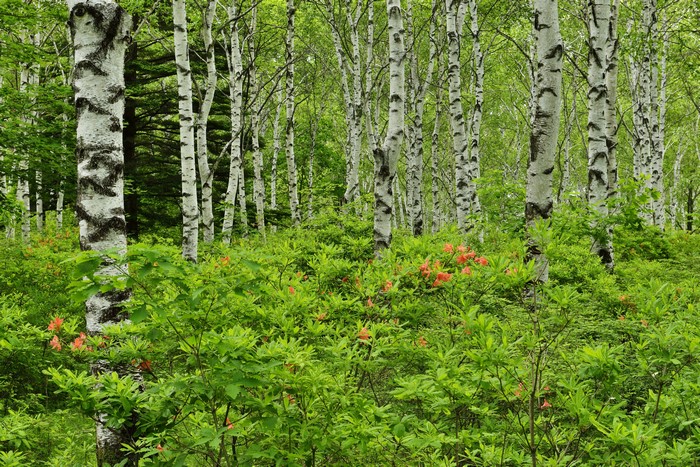 Birch forest with rhododendrons