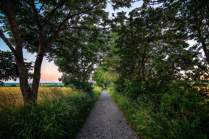 Gravel path through trees with fields at sunset