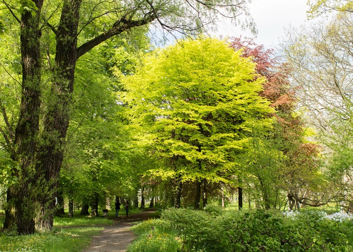 Kaliningrad botanical garden, Russia, Summer trees and trail