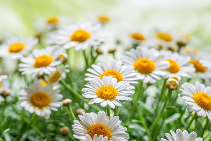 4K Camomiles Closeup