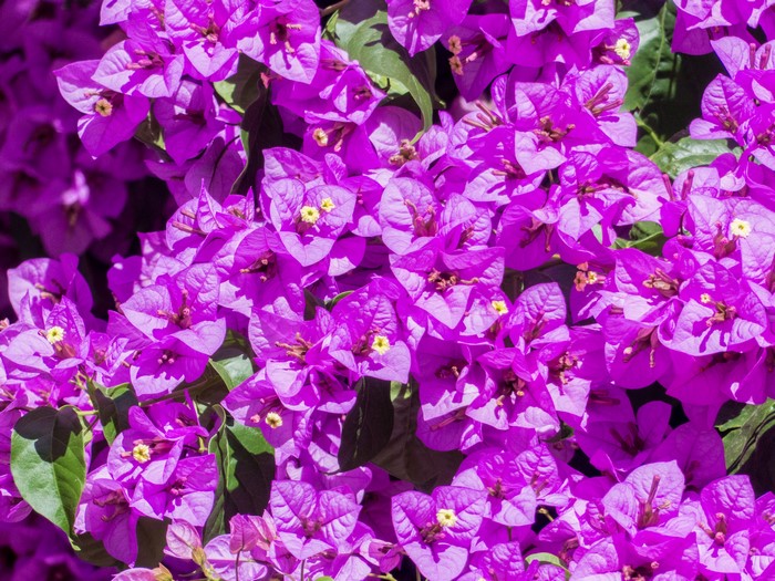Close-up of vibrant purple Bougainvillea flowers