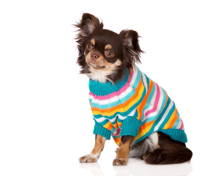 Chihuahua dog wearing a colorful striped sweater
