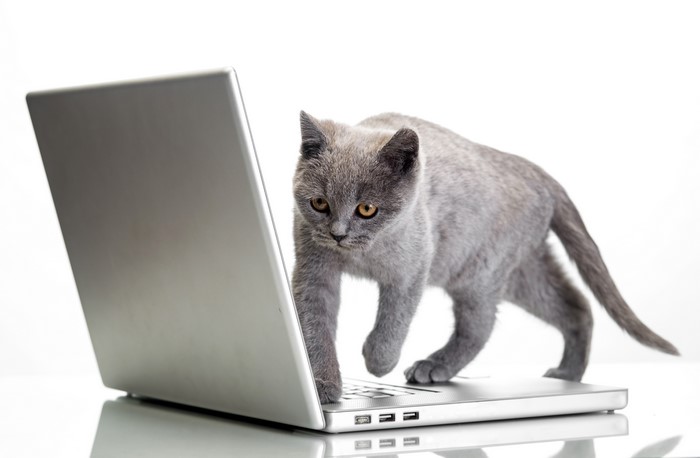 Gray kitten on a laptop on a white background