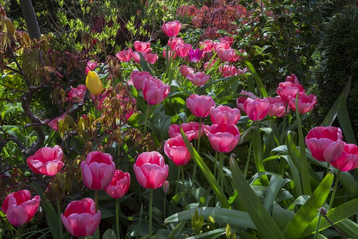 Pink and Yellow Tulips in a Garden