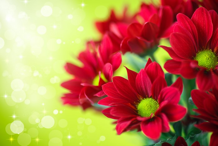4K Red Chrysanthemums Closeup