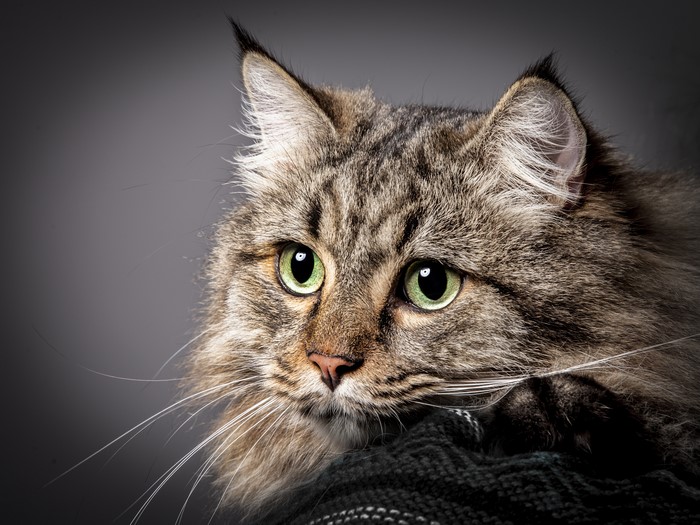 Close-up of a Maine Coon cat