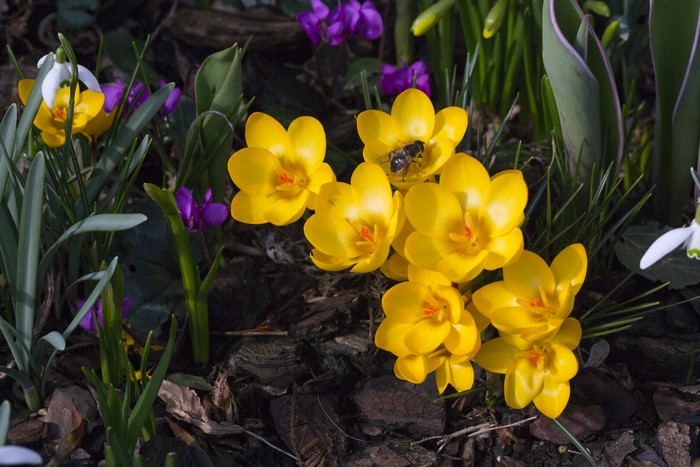 Yellow crocuses with a bee and snowdrops