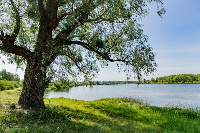 Willow tree by a river in Vishnevoye, Kaliningrad Oblast, Russia