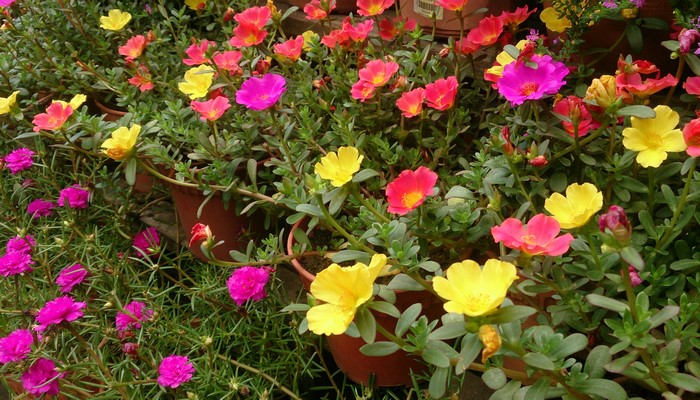 Vibrant Portulaca Flowers in Bloom