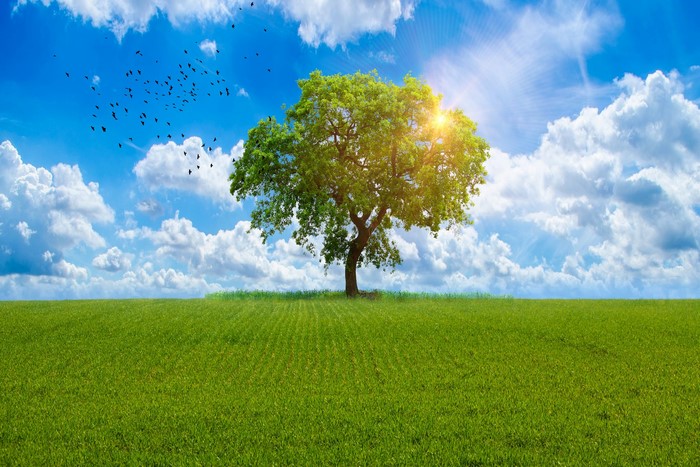 A lone tree in a green field under a blue sky with clouds and birds