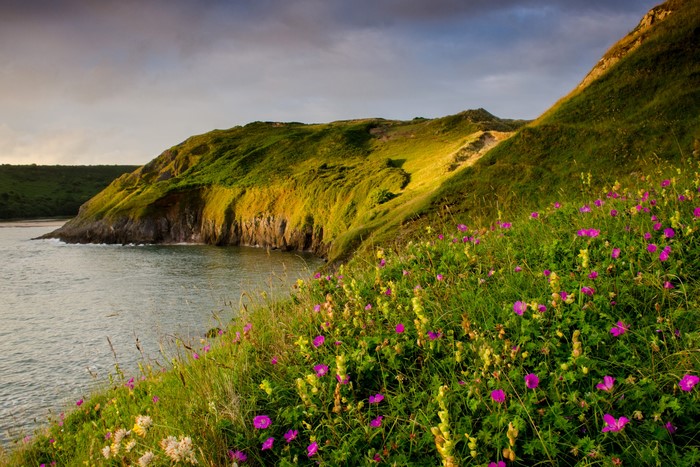 Coastline with green hills and pink flowers in Wales