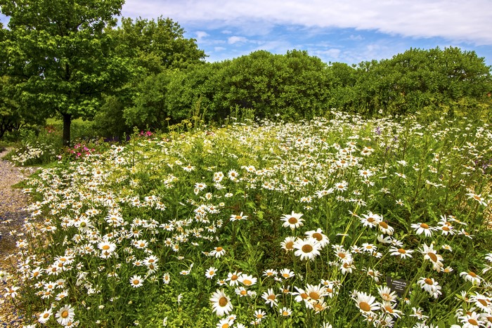 Camomiles field at Garfield Park Conservatory, Chicago