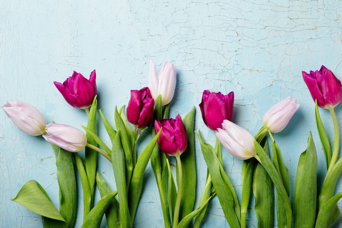 Pink and purple tulips on a blue background