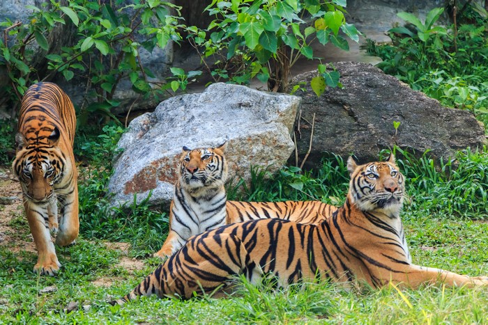 Three Tigers in a Rocky, Grassy Enclosure