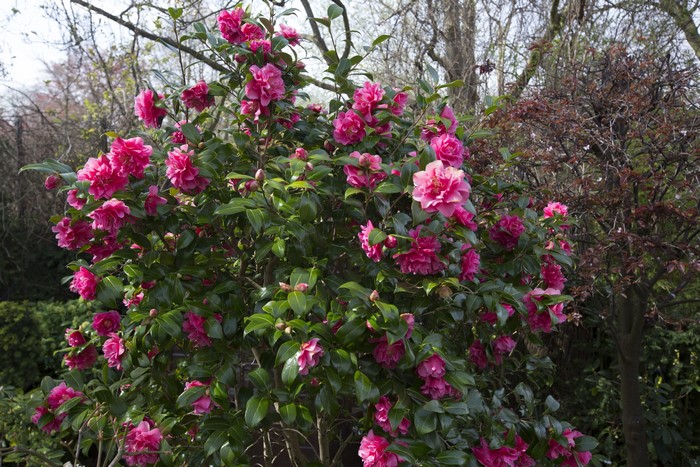 Pink Camellia shrub in bloom