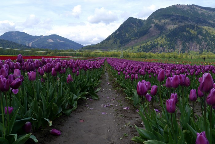 4K Tulip Fields with Mountain Backdrop