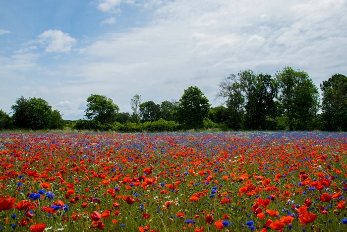 Field of Poppies and Cornflowers in Sweden