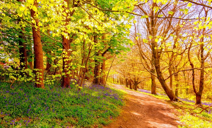Forest path lined with trees and bluebells