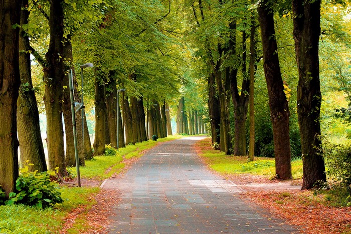 Tree-lined park avenue with fallen leaves