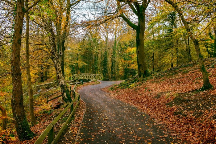 Autumn path through Gnoll Estate Country Park, South Wales