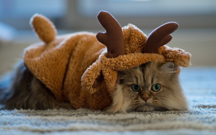 Cat wearing a reindeer costume