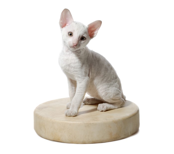 4K White Cornish Rex Kitten