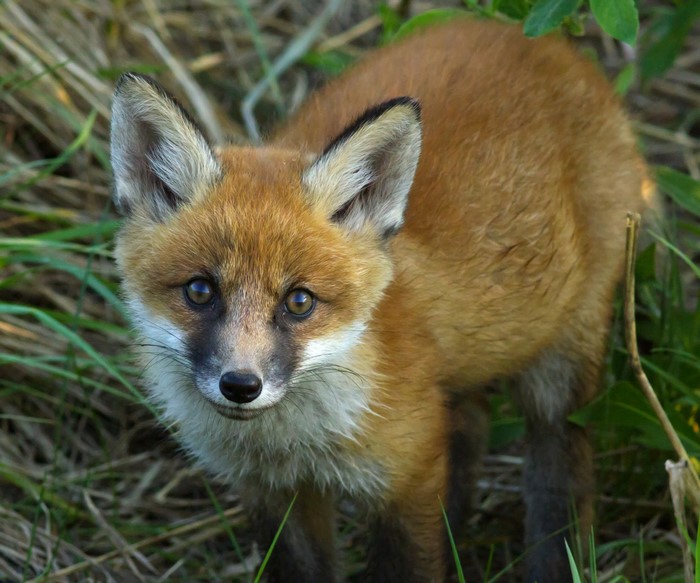 A young fox looks directly at the camera.